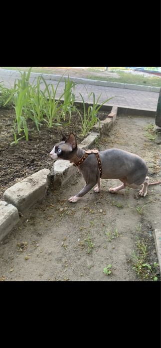 Вязка Канадского Сфинкса