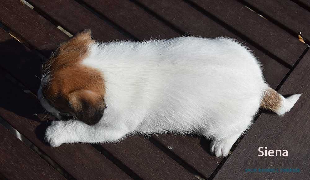 Jack Russell Terrier - suczka SIENA z rodowodem ZKwP