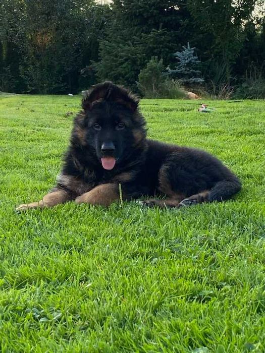 Owczarek Niemiecki Szczenię