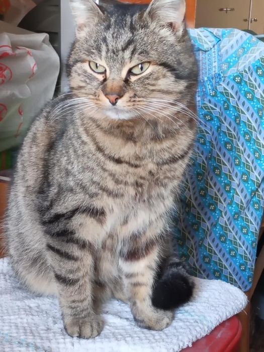 Котик в добрі руки