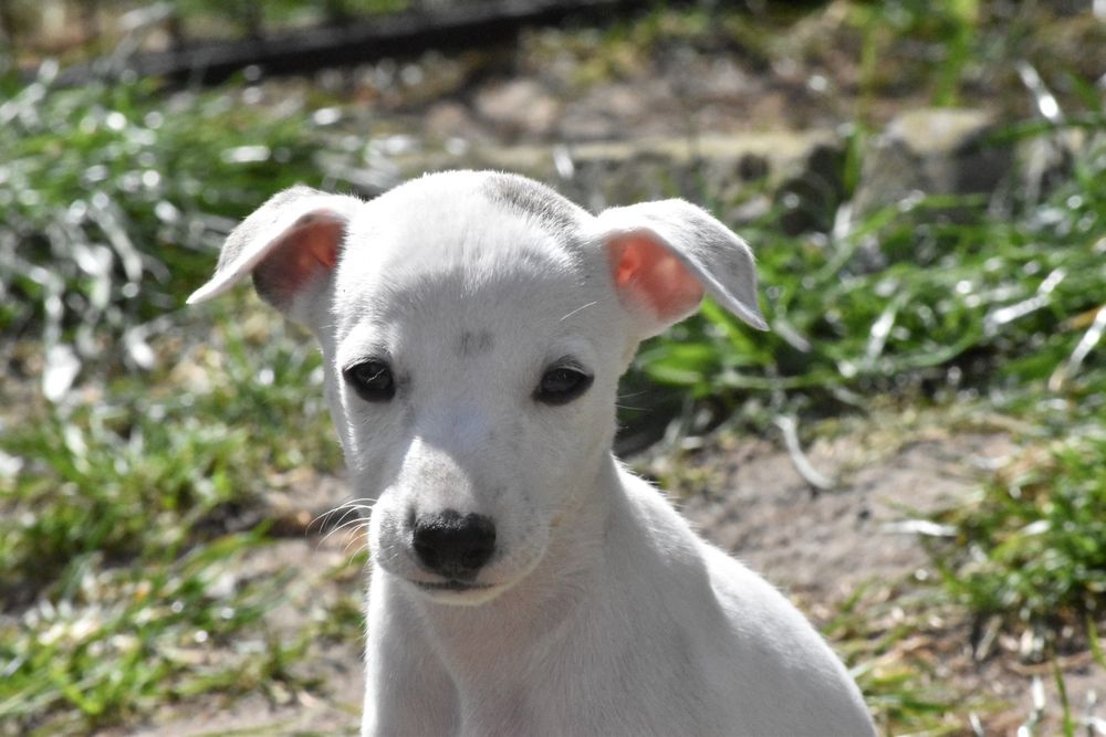 Chart angielski whippet suczka ZKwP FCI