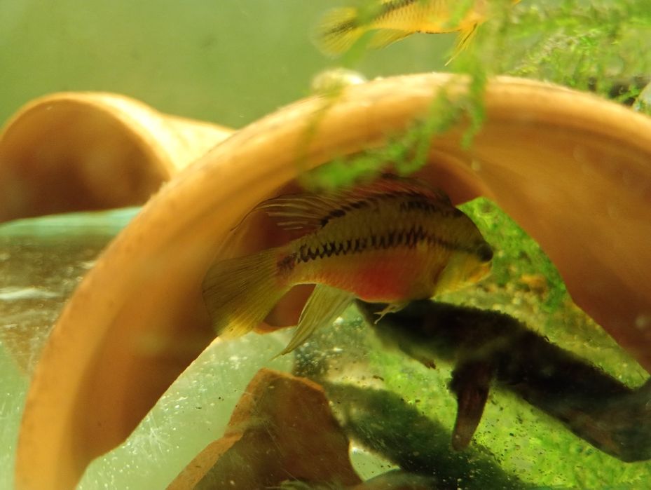 Apistogramma hongsloi samiec