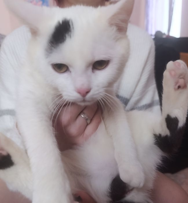 Віддам кішечку в гарні руки