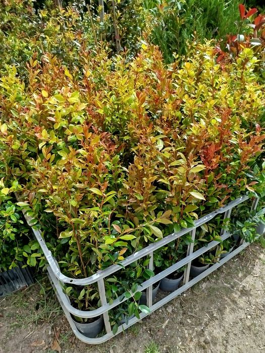 Plantas eugeneas
