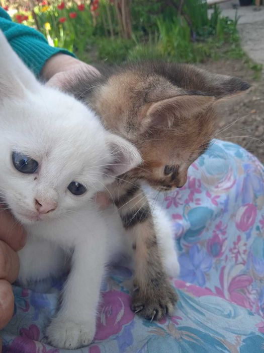 віддам кошенят 2 місяці безкоштовно.