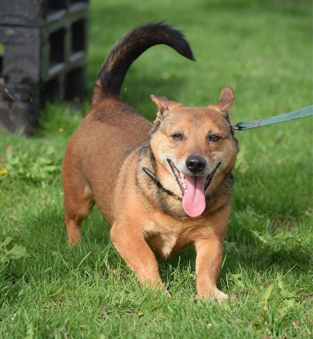 Mały, rudy Ekwador szuka domu!