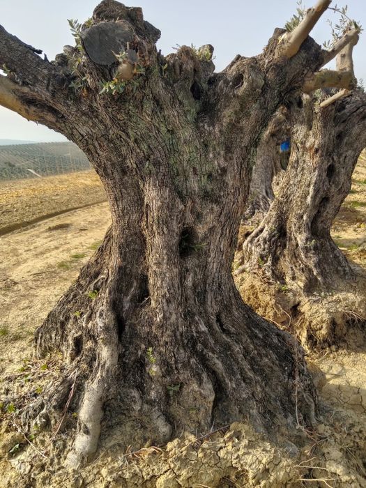 Oliveira centenarias