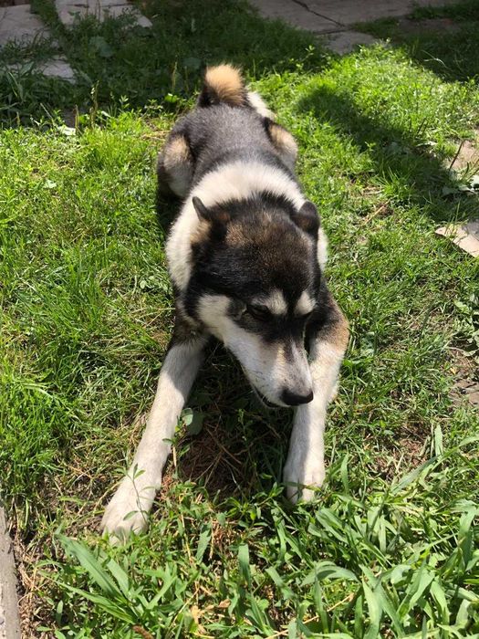 Шукаю нового господаря для собаки