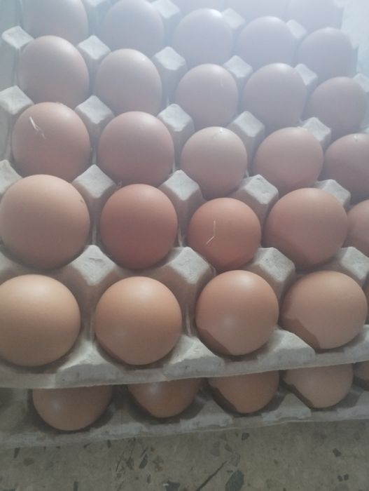 Galinhas felizes, ovos de qualidade! 3€  a duzia