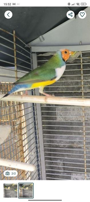 Diamante de Gould macho novembro 2025