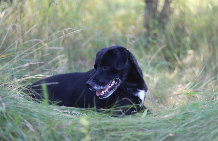 Amorka – suczka do adopcji