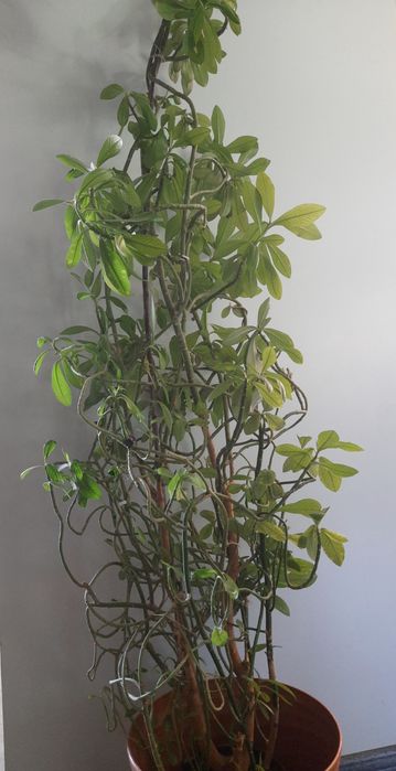 Кімнатні квіти великий вибір