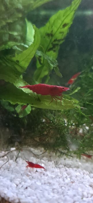 Neocaridina Bloody Mary, Painted Red Fire - Matrizes Importadas e Selecionadas