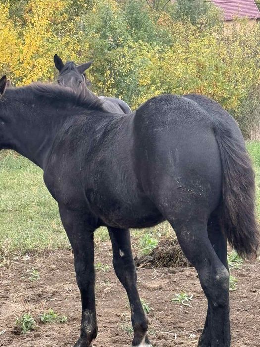 Продається лошак