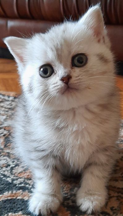 Мімішні скоттіш-страйти