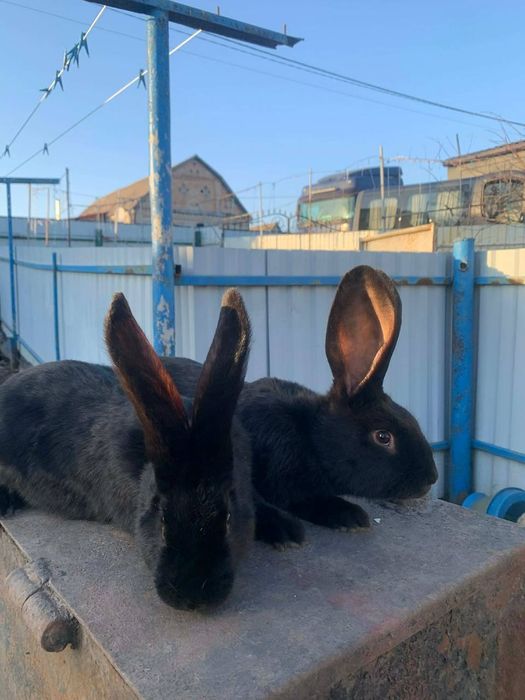 Німецький строкатий велетень