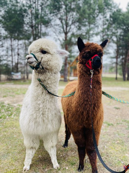 Wynajem domków!!! Balia, alpaki !