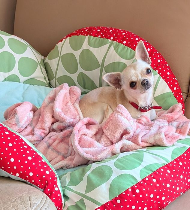 Chihuahua roczna FCI