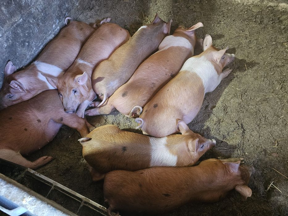 Поросята дюрок з петреном