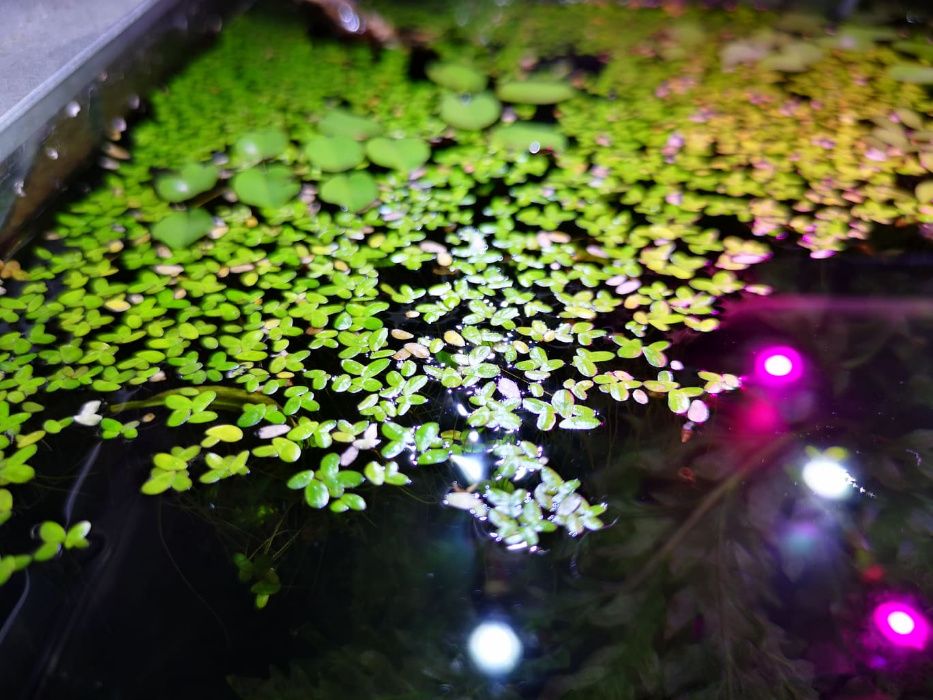 Виды плавающих растений. Верхоплавающие аквариумные растения. Рдест Гайя аквариумное растение. Аквариумные растения плавающие на поверхности. Плавучие растения в аквариуме.