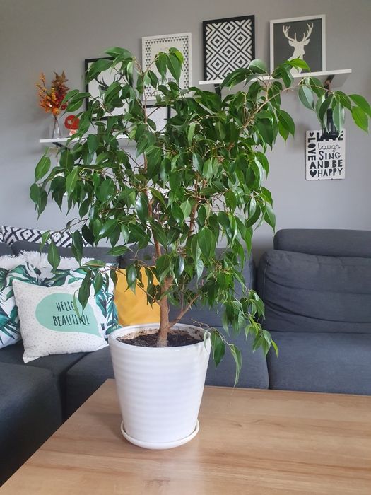 Fikus Beniamin Benjamin Benjaminek Ficus roślina doniczkowa domowa
