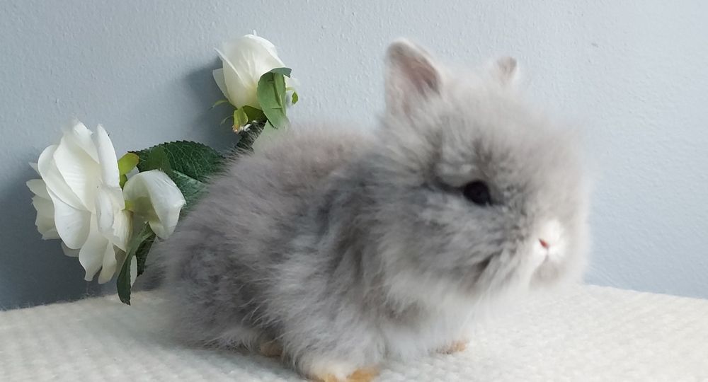 Karzełki Fluffy Teddy puchate misie