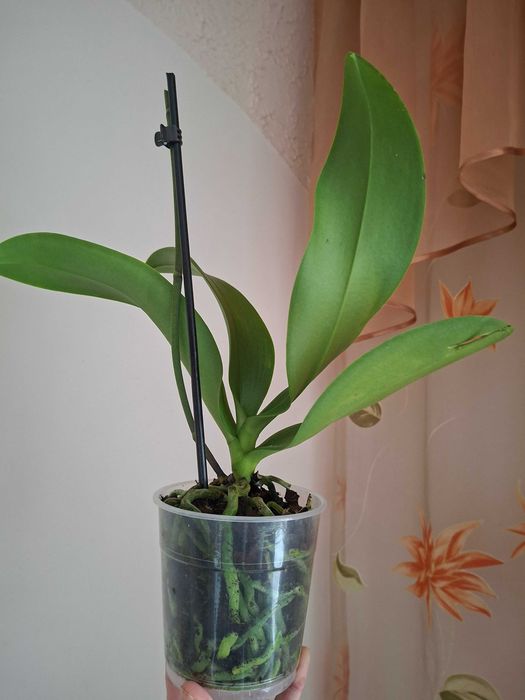 Фаленопсіс ambiance орхідея мультіфлора