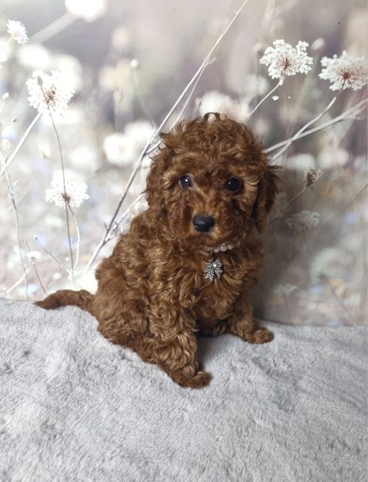 Rezerwacja Pudel Toy dziewczynka badania gen