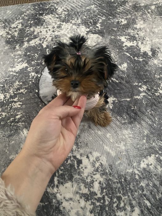 йоркширський тер’єр .(Дівчинка. 4 місяці)