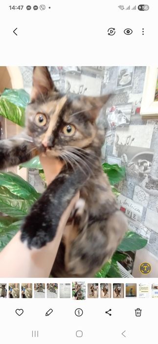 Кішечка черепашка в хороші руки