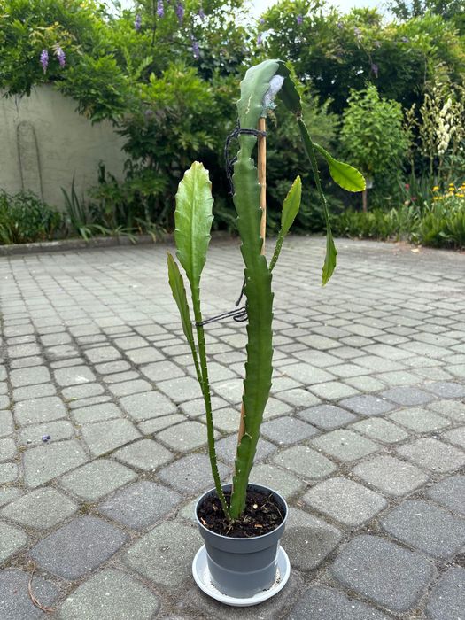 Grudnik czerwony kaktus Bożego Narodzenia Epiphyllum Ackermanii