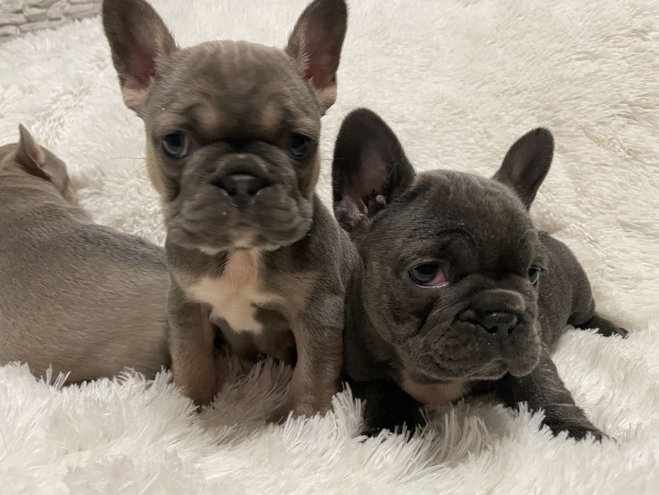 Buldog francuski suczka