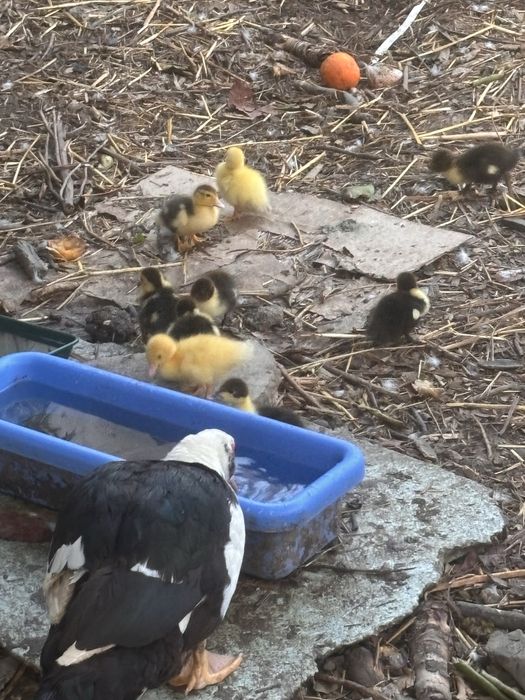 Patos mudos para mudar da casa