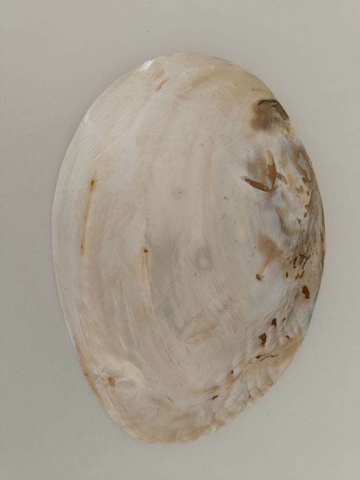 Concha decorativa
