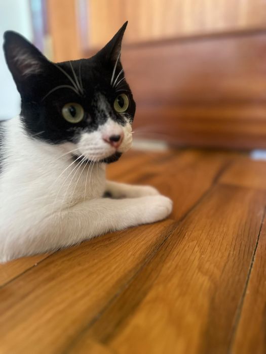 Gato jovem para adoção responsável