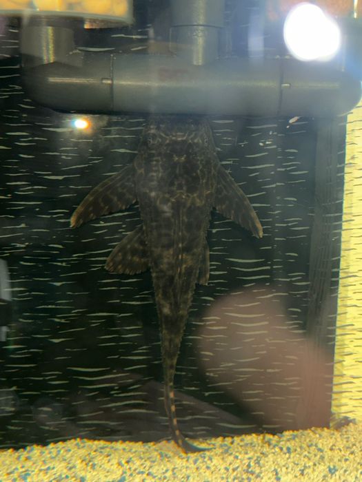 Pleco leopardo 15cm