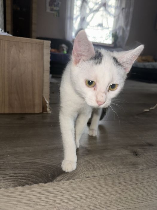 Koty do wydania w dobre recę