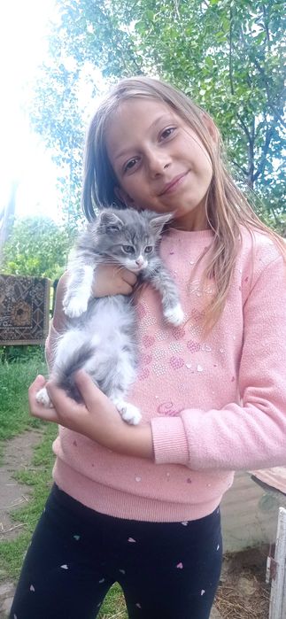 Продам гарних кошенят