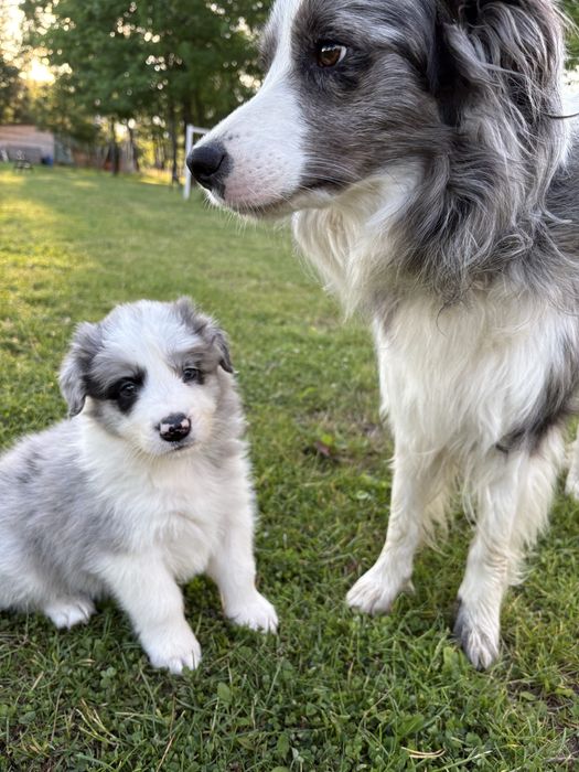 Border Collie Zkwp FCI piekny SHoW piesek. GOTOWY DO ODBIORU