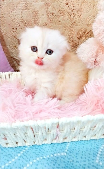 Шотландське Чудо Кошеня дівчинка шиншилка