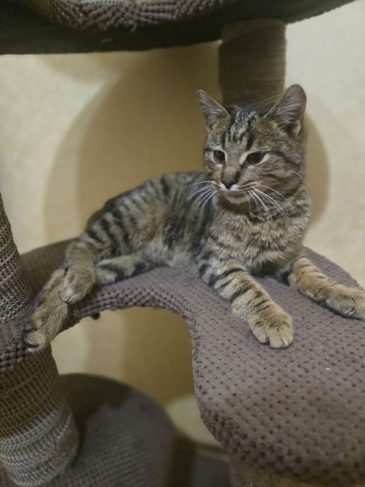 Котик в добрі ручки!