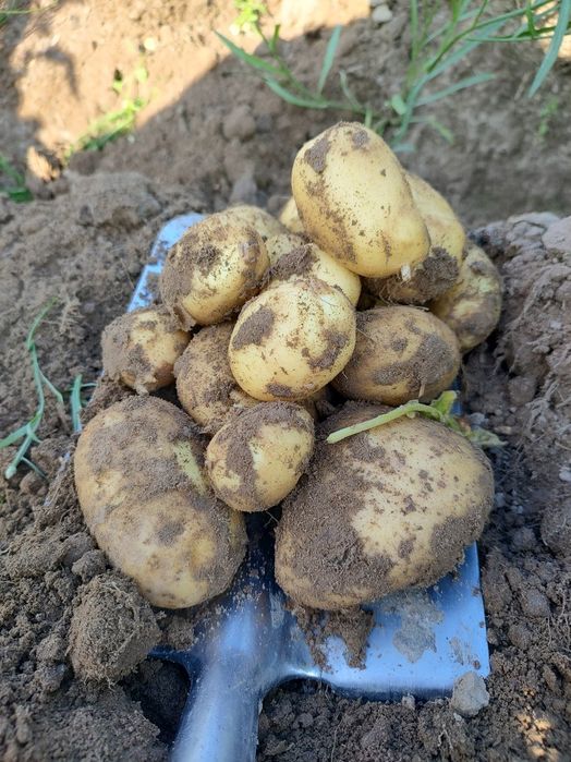 Ziemniaki odmiana Ignacy