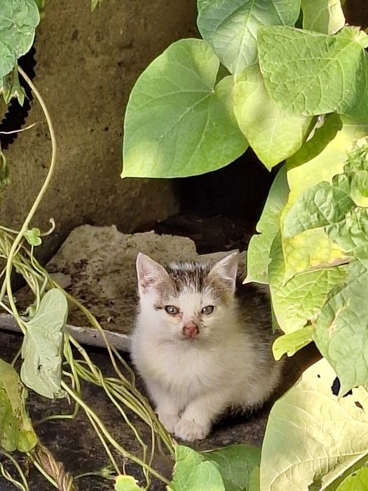 Oddam Kotki Za Darmo