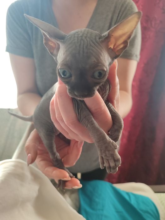 Кошенята сфінкс продаж