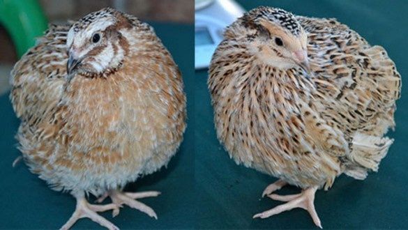 Перепела! Инкубационные яйца