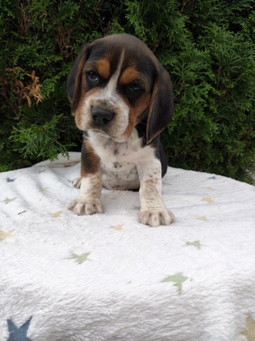 SSliczne Beagle piesek.