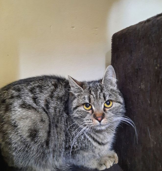 Кицуні в добрі руки