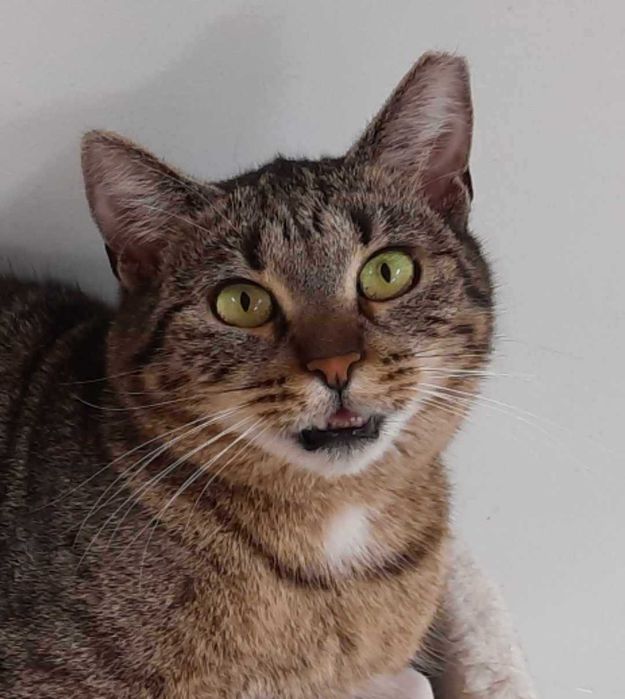 Śliczna koteczka KASIA szuka kochającego opiekuna/Poznań