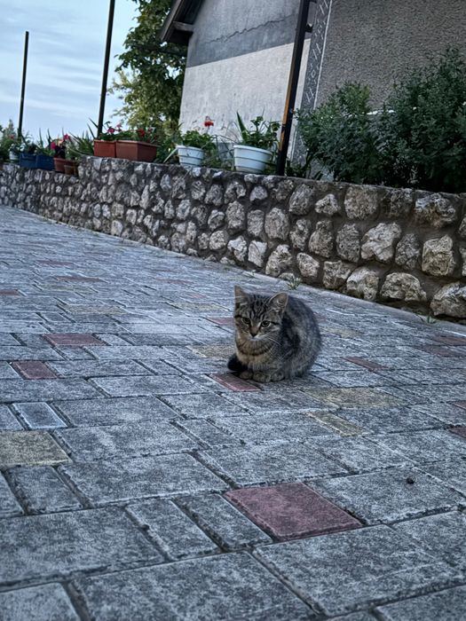 Продамо гарних кошенят