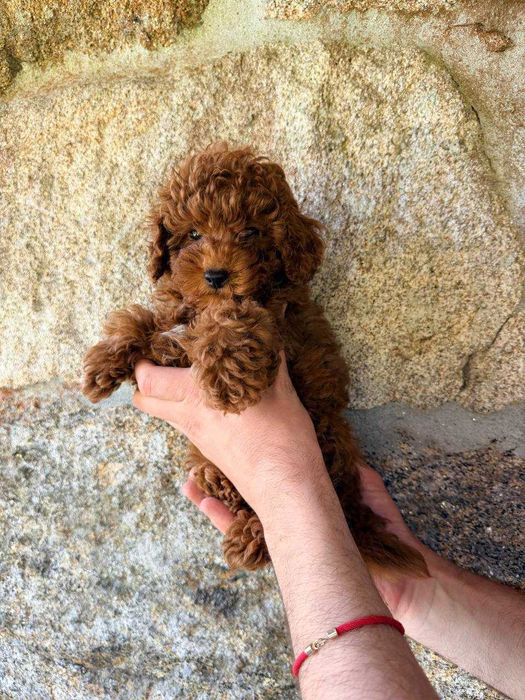 Toy Caniche Macho Menino Disponível